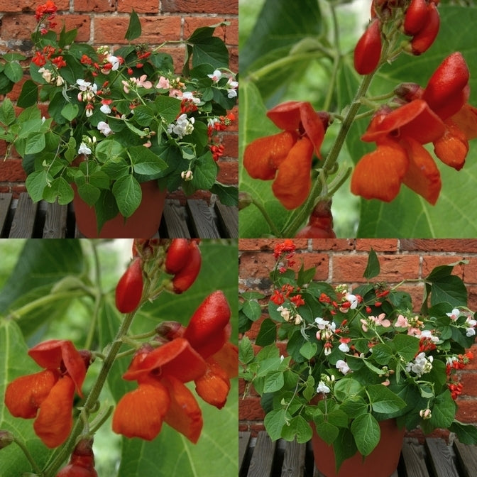 Pronkbonen (Stam) 'Jackpot Queen of Hearts'