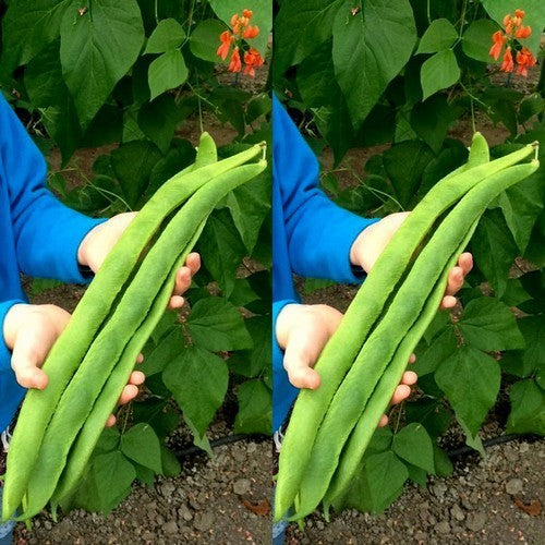 Runner Bean (Pole) 'Mountain Runner'