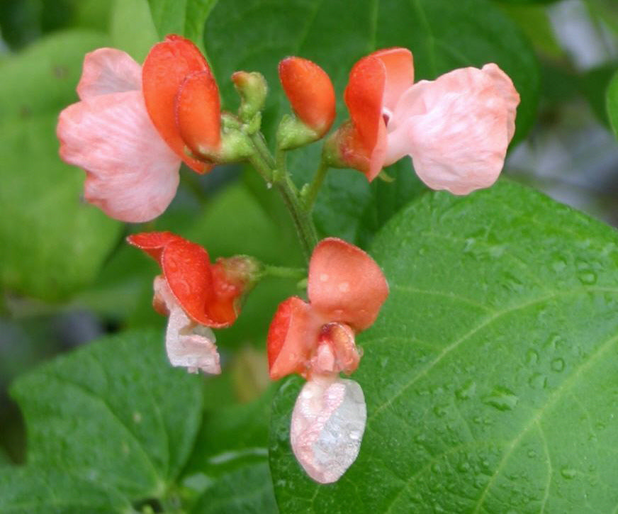 Pronkbonen (Stok) 'Painted Lady'