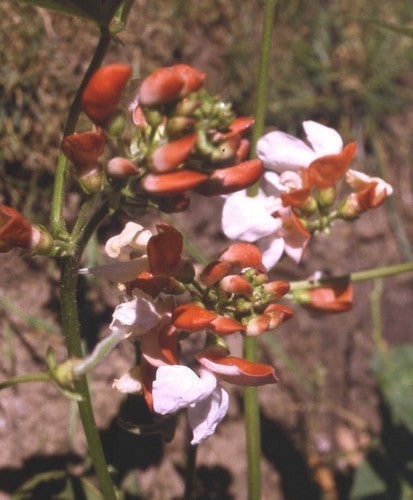 Pronkbonen (Stok) 'Painted Lady'