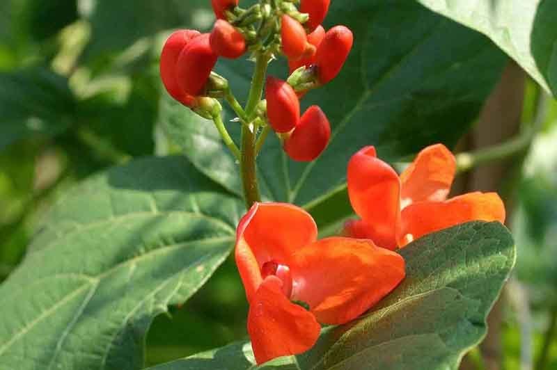 Pronkbonen (Stok) 'Prijswinner' / 'scarlet Emperor'