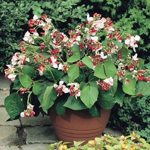 Dwarf Runner Beans 'Hestia'