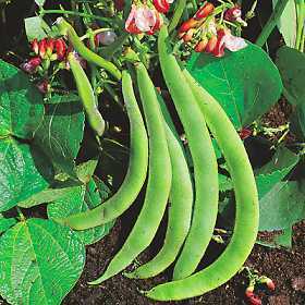 Dwarf Runner Beans 'Hestia'
