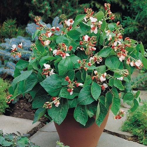 Dwarf Runner Beans 'Hestia'