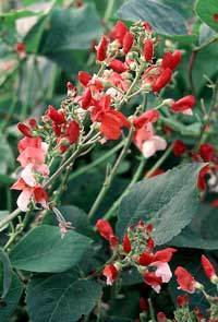 Dwarf Runner Beans 'Hestia'