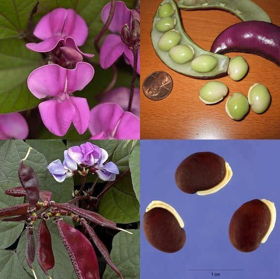 Lablabbonen 'Purple'