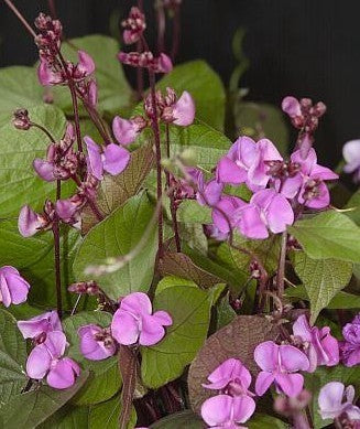 Lablabbonen 'Purple' 5g (12-16 Zaden)