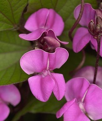 Lablabbonen 'Purple' 5g (12-16 Zaden)