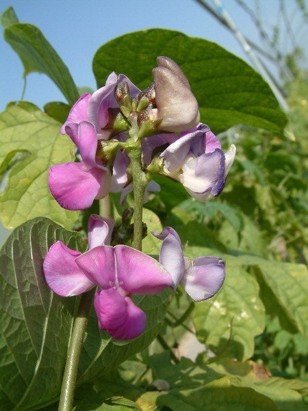 Lablabbonen 'Purple' 5g (12-16 Zaden)