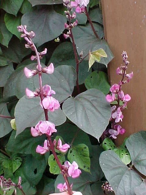 Lablabbonen 'Purple' 5g (12-16 Zaden)