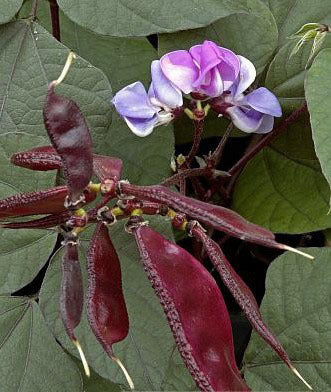 Lablabbonen 'Purple' 5g (12-16 Zaden)