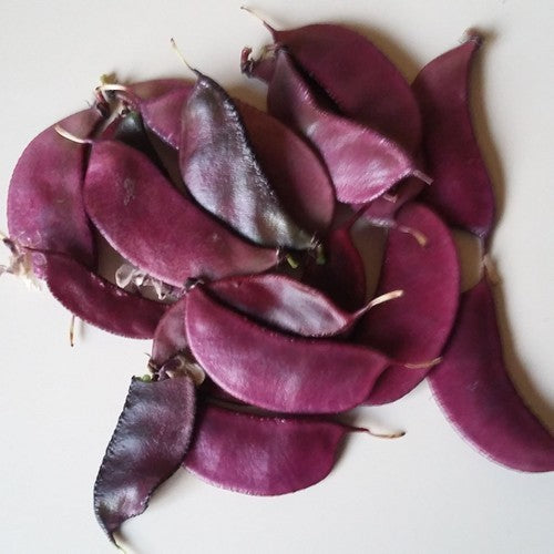 Lablabbonen 'Purple' 5g (12-16 Zaden)