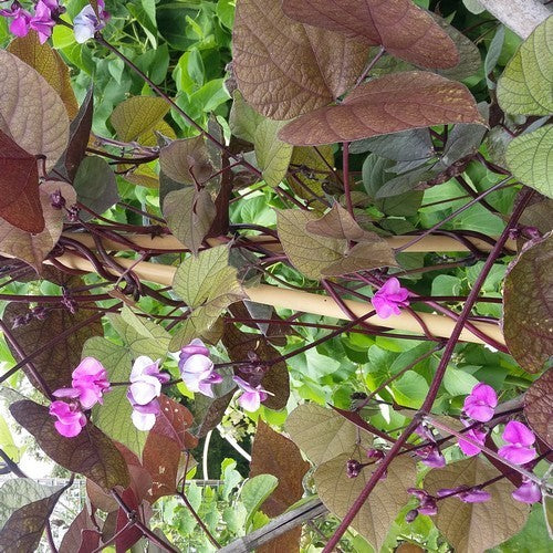 Lablabbonen 'Purple' 5g (12-16 Zaden)