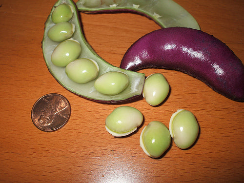 Lablabbonen 'Purple' 5g (12-16 Zaden)