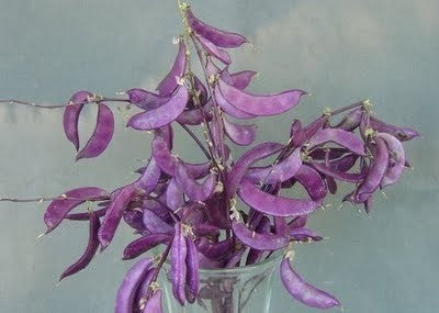 Lablabbonen 'Purple' 5g (12-16 Zaden)