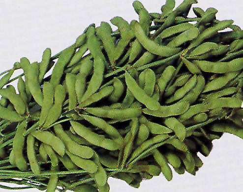 Sojaboon 'Envy' / 'Chiba Green' / 'Midori Giant' ±25 Zaden 10g