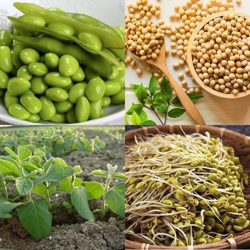 Sojaboon 'Giallo Sano' ±30-50 Zaden (10g)