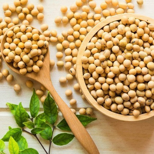 Sojaboon 'Giallo Sano' ±30-50 Zaden (10g)