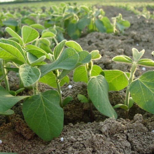 Sojaboon 'Giallo Sano' ±30-50 Zaden (10g)