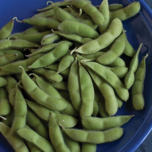 Soybean Karikachi ±30-50 Seeds (10g)