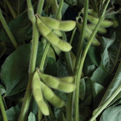 Soybean Karikachi ±30-50 Seeds (10g)