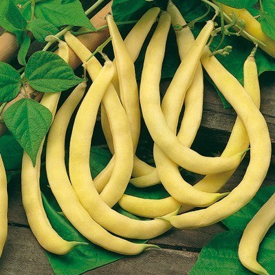 Droogbonen, Stok 'Anellino Giallo'