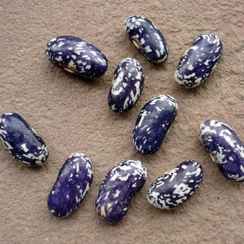 Droogbonen, Stam 'Blaue Bamberger'