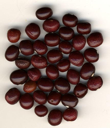 Droogbonen, Stok 'Asturische Kirschkernbohne' / 'Kirschkernb'