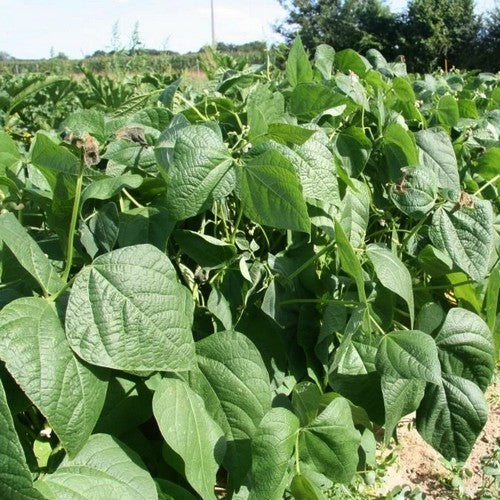 Droogbonen, Stam 'Barangeon Nierbonen'