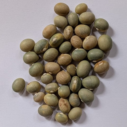 Droogbonen, Stam 'Bomba'