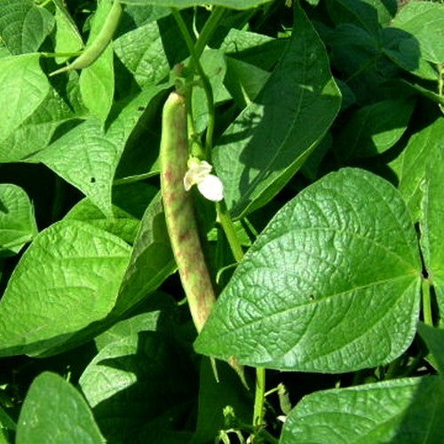 Droogbonen, Stam 'Kievitsbonen' / ´Borlotto Nano´ 100g
