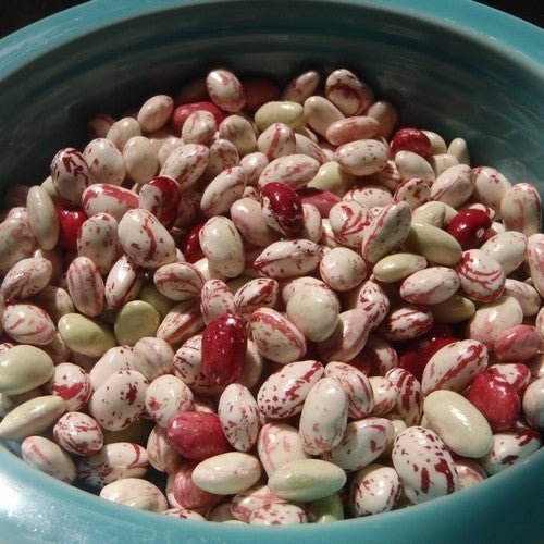 Droogbonen, Stam 'Kievitsbonen' / ´Borlotto Nano´ 100g
