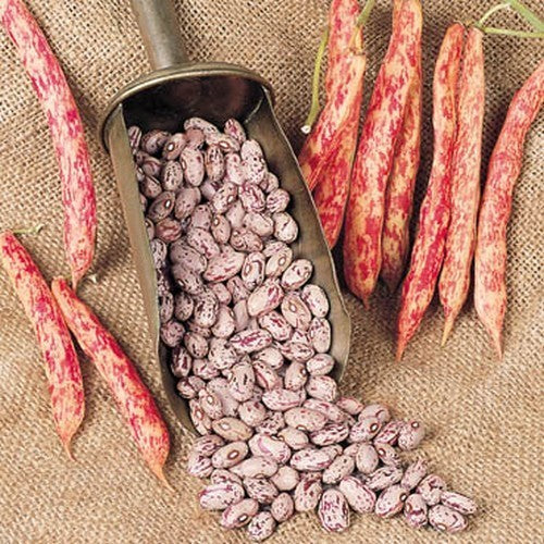 Droogbonen, Stam 'Kievitsbonen' / ´Borlotto Nano´ 100g