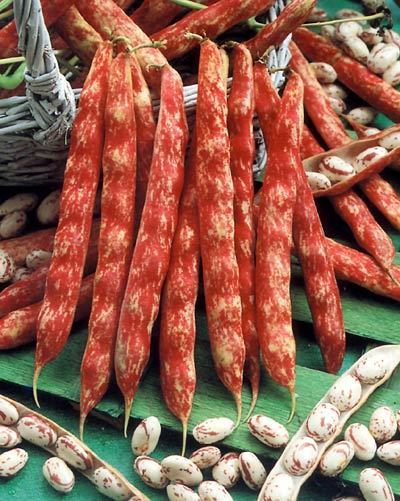 Droogbonen, Stam 'Borlotto Lingua di Fuoco' 60g