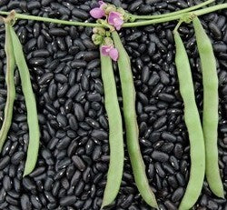 Droogbonen, Stok 'Cherokee Trail Of Tears' / 'Cherokee Black'