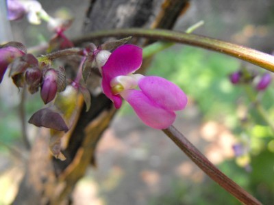 Droogbonen, Stok 'Cherokee Trail of Tears' 40g