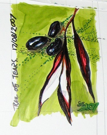 Droogbonen, Stok 'Cherokee Trail of Tears' 40g