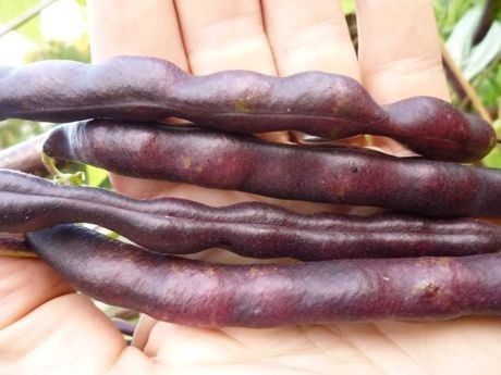 Droogbonen, Stok 'Cherokee Trail of Tears' 40g