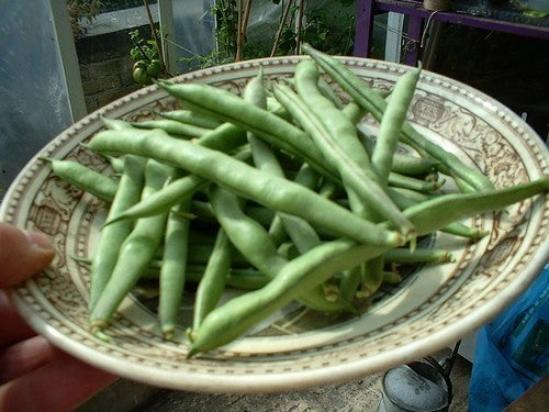 Droogbonen, Stok 'Cherokee Trail of Tears' 40g