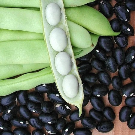 Black Dry Beans, Bush 'Coco Noir' ±180 Seeds (100g)