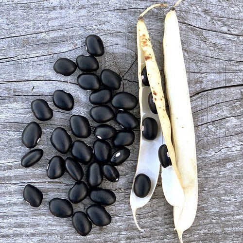 Black Dry Beans, Bush 'Coco Noir' ±180 Seeds (100g)