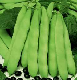 Black Dry Beans, Bush 'Coco Noir' ±180 Seeds (100g)