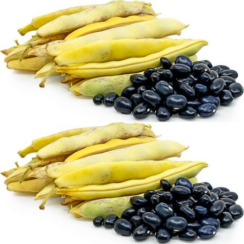 Black Dry Beans, Bush 'Coco Noir' ±180 Seeds (100g)