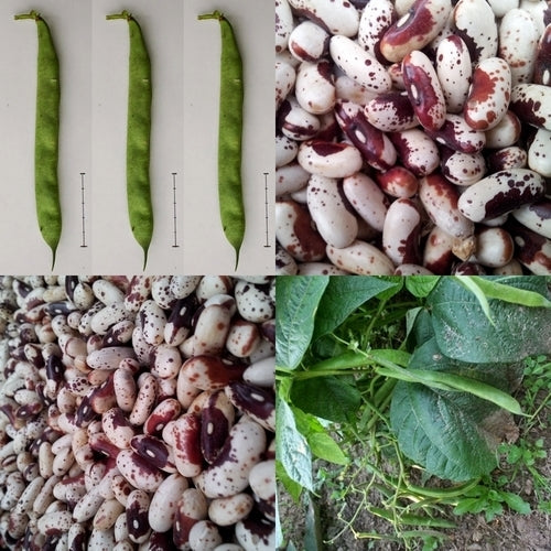 Dry beans, Bush 'Dalmatiner Rote'