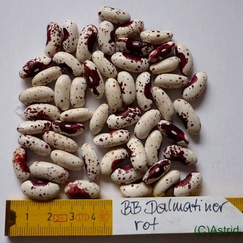 Dry beans, Bush 'Dalmatiner Rote'