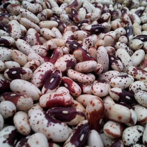 Dry beans, Bush 'Dalmatiner Rote'