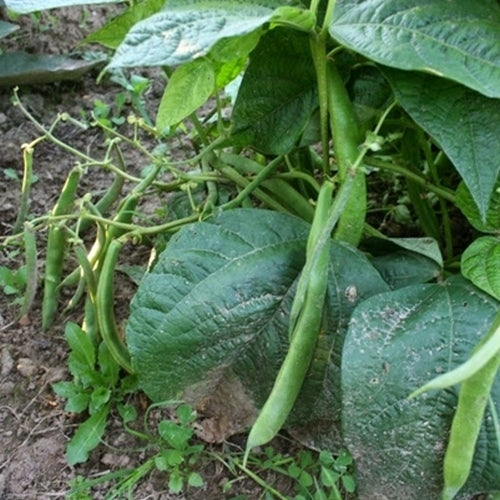 Dry beans, Bush 'Dalmatiner Rote'