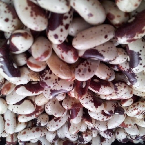 Dry beans, Bush 'Dalmatiner Rote'