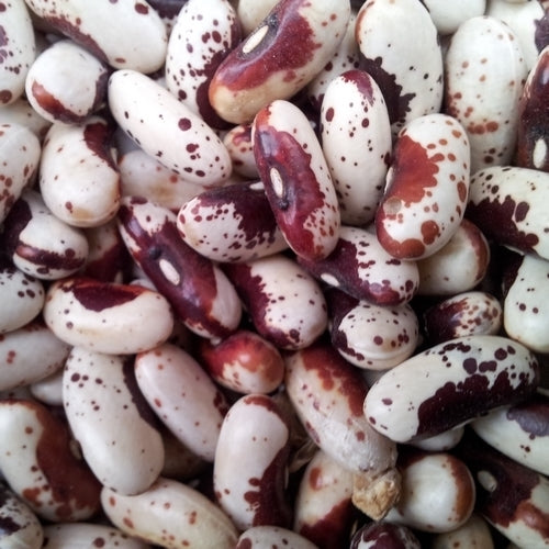 Dry beans, Bush 'Dalmatiner Rote'