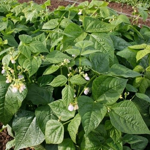 Dry beans, Bush 'Dalmatiner Rote'